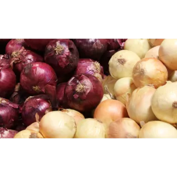 Onion (48)-5243597-81663.webp